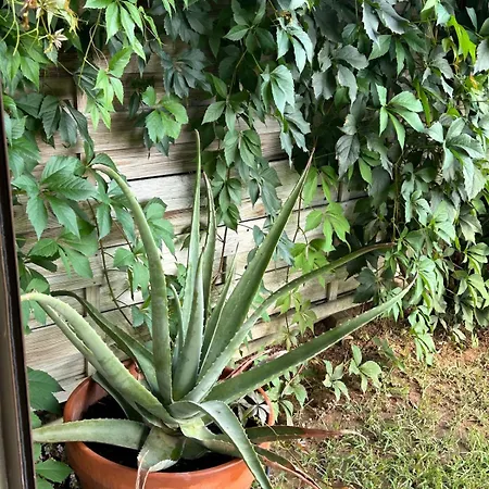 Aegean View ! בית נופש *